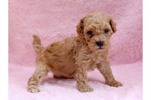 成約済の栃木県のトイプードル-8775の2枚目