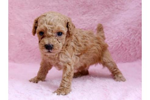 成約済の栃木県のトイプードル-8775の3枚目