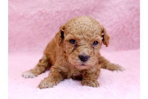 成約済の栃木県のトイプードル-8776の1枚目