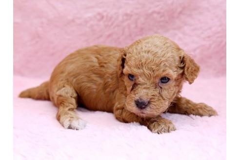 成約済の栃木県のトイプードル-8776の2枚目