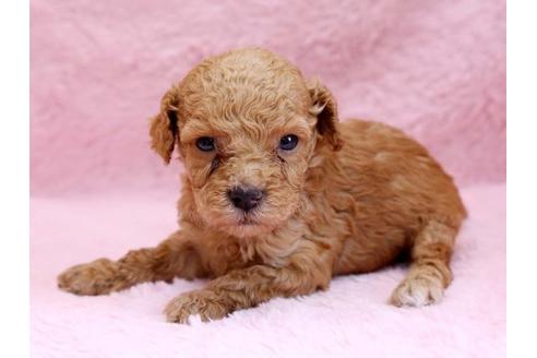 成約済の栃木県のトイプードル-8776の3枚目