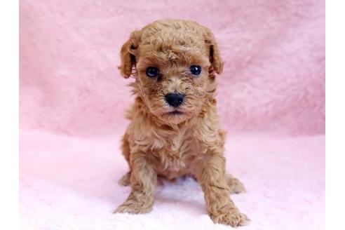 成約済の栃木県のトイプードル-8777の1枚目