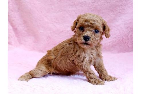 成約済の栃木県のトイプードル-8777の2枚目