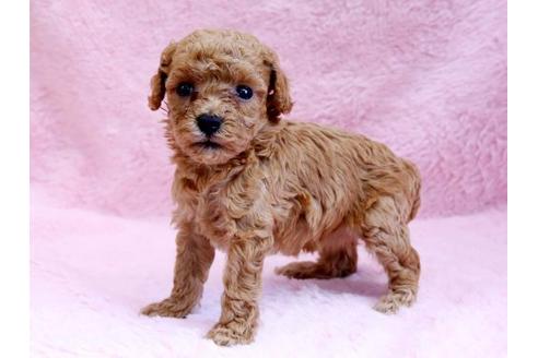 成約済の栃木県のトイプードル-8777の3枚目