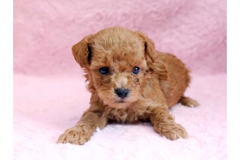 成約済の栃木県のトイプードル-8778の2枚目