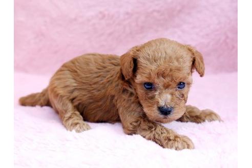 成約済の栃木県のトイプードル-8778の3枚目