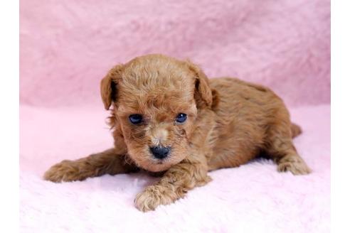 成約済の栃木県のトイプードル-8778の1枚目