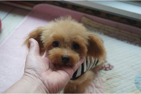成約済の奈良県のトイプードル-8864の2枚目