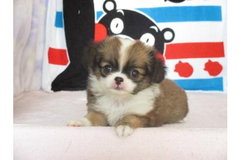 成約済の熊本県のミックス犬-8099の1枚目