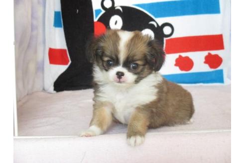 成約済の熊本県のミックス犬-8099の2枚目