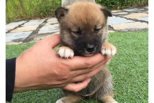 成約済の長崎県の柴犬-7730の5枚目