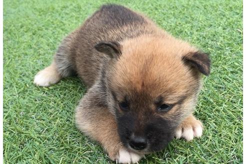 成約済の長崎県の柴犬-7730の1枚目