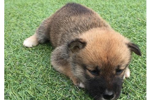 成約済の長崎県の柴犬-7730の2枚目