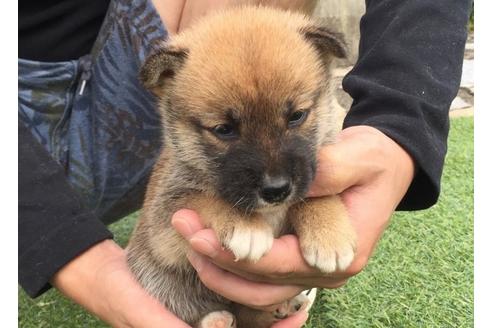 成約済の長崎県の柴犬-7730の4枚目