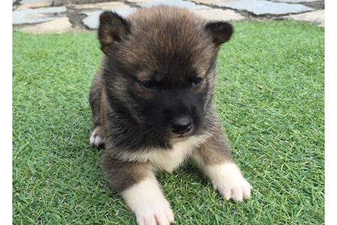 成約済の長崎県の柴犬-7731の2枚目