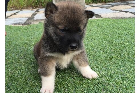 成約済の長崎県の柴犬-7731の3枚目