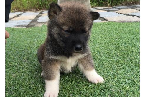 成約済の長崎県の柴犬-7731の4枚目