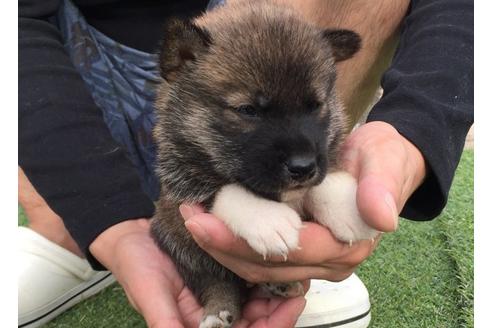 成約済の長崎県の柴犬-7731の5枚目