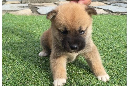成約済の長崎県の柴犬-7732の5枚目