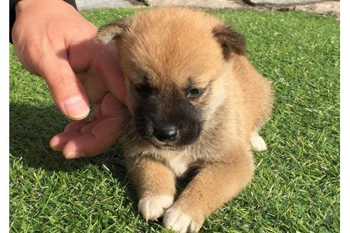 成約済の長崎県の柴犬-7732の1枚目