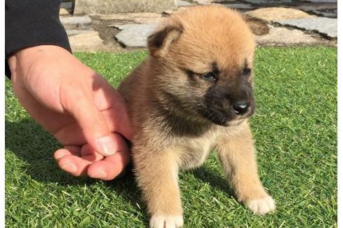 成約済の長崎県の柴犬-7732の2枚目