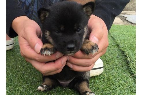 成約済の長崎県の柴犬-7733の2枚目