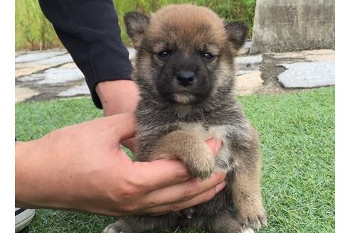 成約済の長崎県の柴犬-7734の1枚目