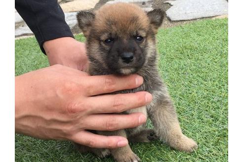成約済の長崎県の柴犬-7734の2枚目