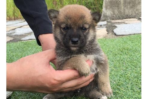 成約済の長崎県の柴犬-7734の3枚目