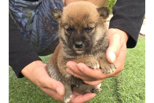 成約済の長崎県の柴犬-7734の4枚目