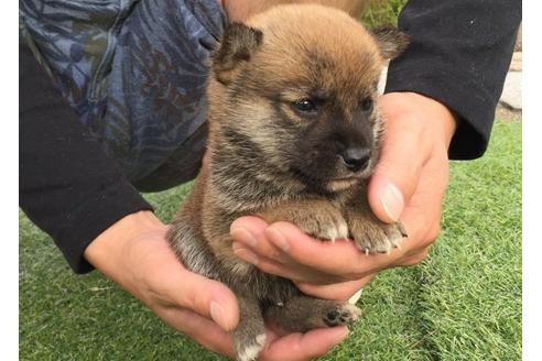 成約済の長崎県の柴犬-7734の5枚目