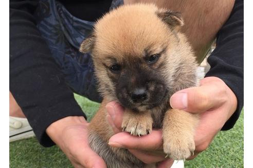 成約済の長崎県の柴犬-7735の1枚目
