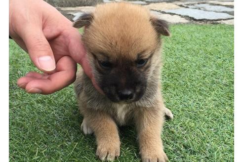 成約済の長崎県の柴犬-7735の3枚目