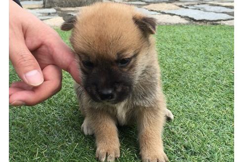 成約済の長崎県の柴犬-7735の4枚目