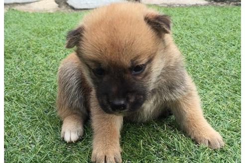 成約済の長崎県の柴犬-7735の5枚目