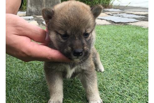 成約済の長崎県の柴犬-7736の5枚目