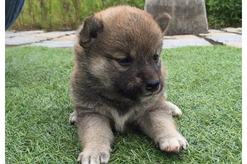 成約済の長崎県の柴犬-7736の1枚目