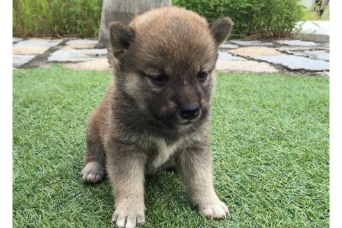成約済の長崎県の柴犬-7736の2枚目