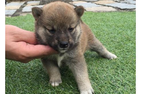 成約済の長崎県の柴犬-7736の3枚目