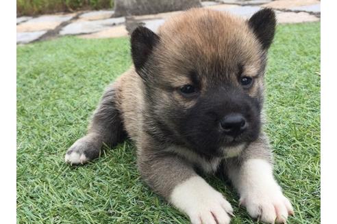 成約済の長崎県の柴犬-7737の1枚目