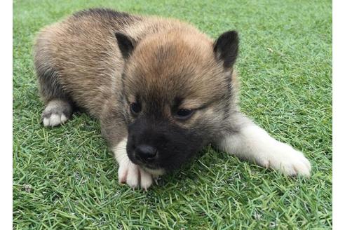 成約済の長崎県の柴犬-7737の2枚目
