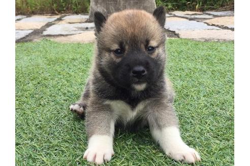 成約済の長崎県の柴犬-7737の3枚目