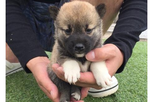 成約済の長崎県の柴犬-7737の5枚目