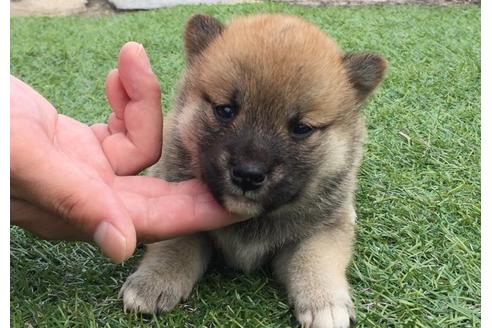 成約済の長崎県の柴犬-7738の3枚目