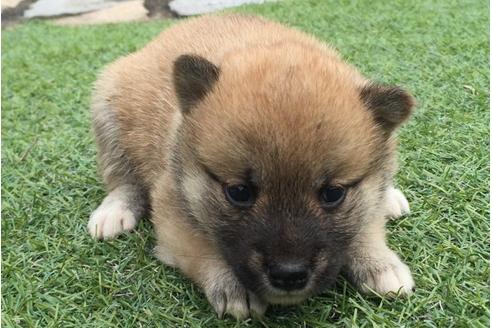 成約済の長崎県の柴犬-7738の4枚目