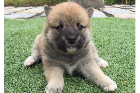 成約済の長崎県の柴犬-7738の1枚目
