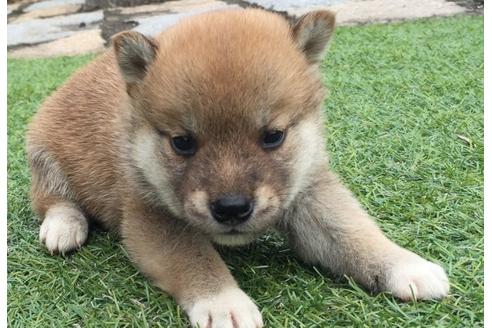 成約済の長崎県の柴犬-7740の4枚目