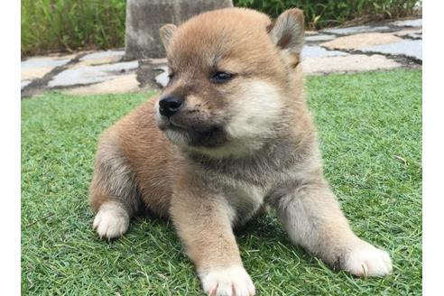 成約済の長崎県の柴犬-7740の5枚目