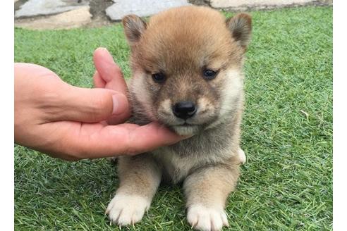 成約済の長崎県の柴犬-7740の1枚目