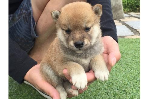 成約済の長崎県の柴犬-7740の3枚目